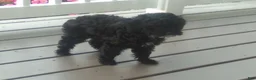 Miniature Poodle dogs for sale: Coco - Ad 5