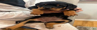 Rottweiler Puppy 3