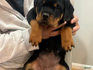 Rottweiler dogs for sale: Rottweiler Puppy 3 - Ad 3