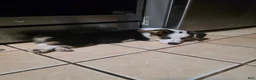 Welsh Corgi Pembroke dogs for sale: Bear - AKC/DNA Tested - Pembroke Welsh Corgi Puppy  - Ad 6