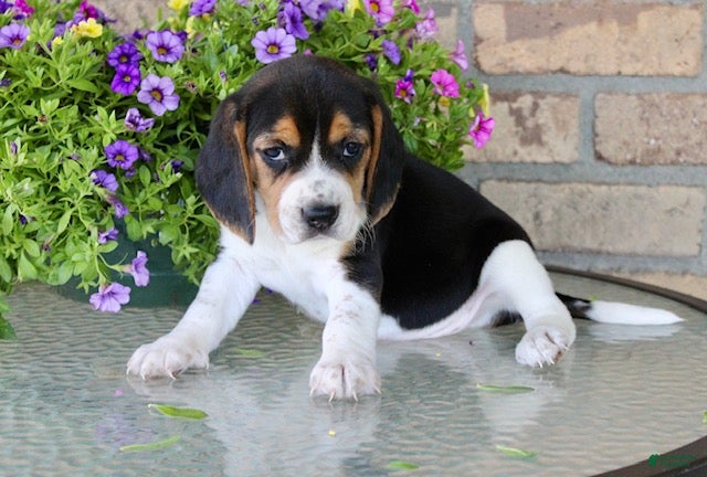 Beagle dogs for sale: Nicky - Ad 5