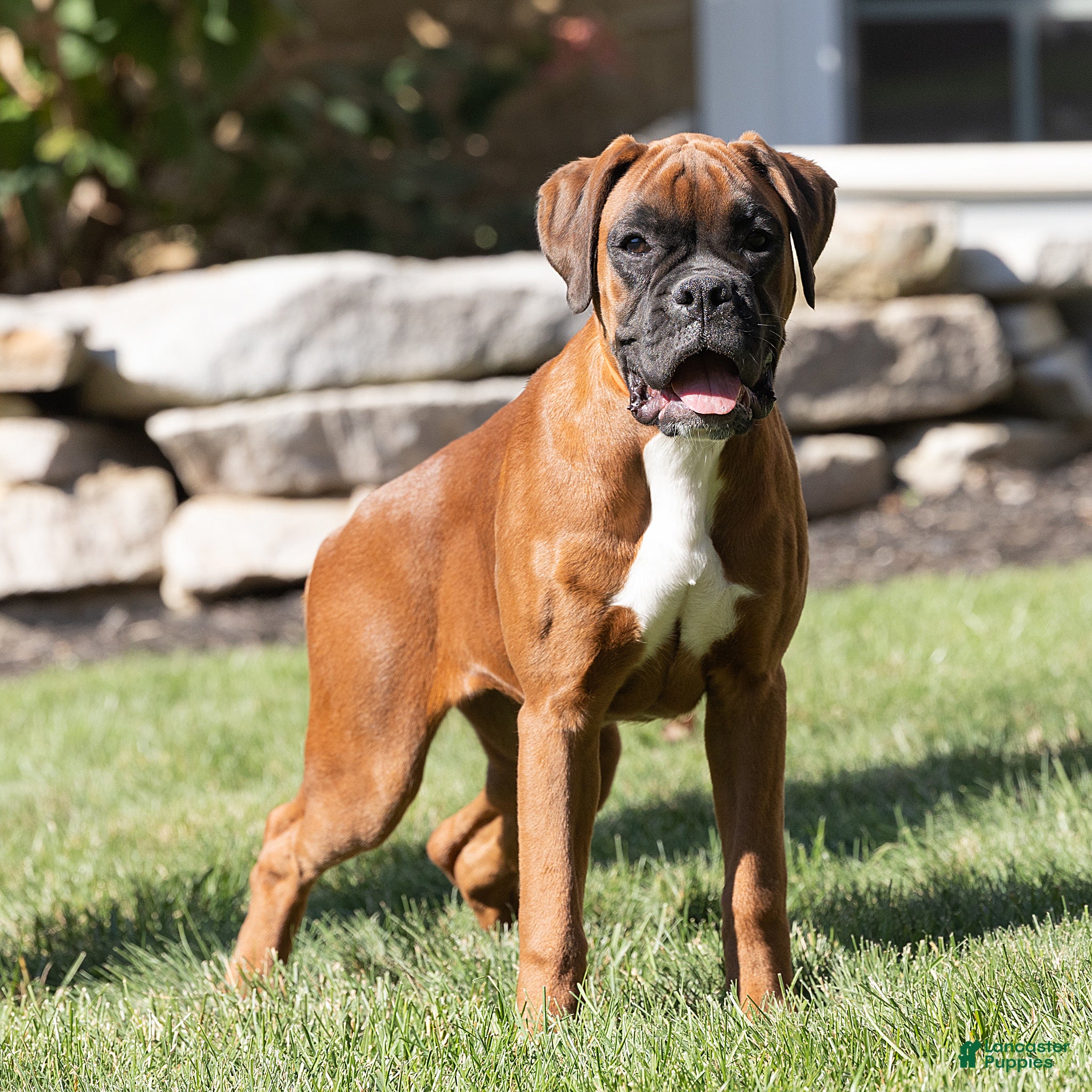 Boxer dogs for sale: Narissa Boxer  - Ad 1