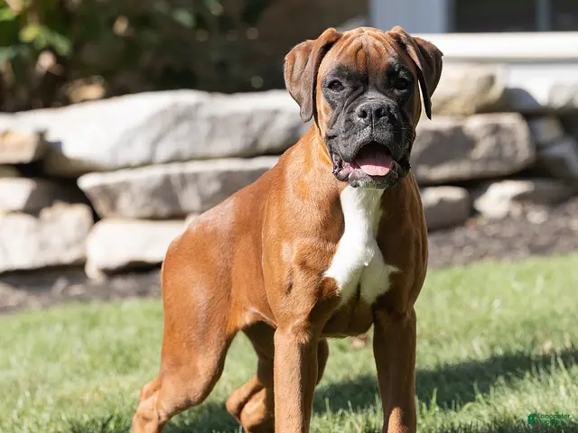 Boxer dogs for sale: Narissa Boxer - Ad 1