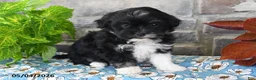 Havanese dogs for sale: Princess - Ad 4