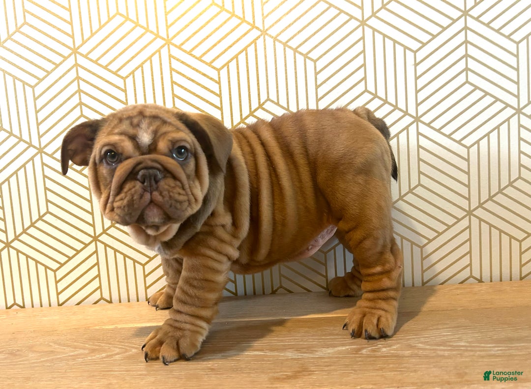 English Bulldog dogs for sale: Hazel - Ad 2