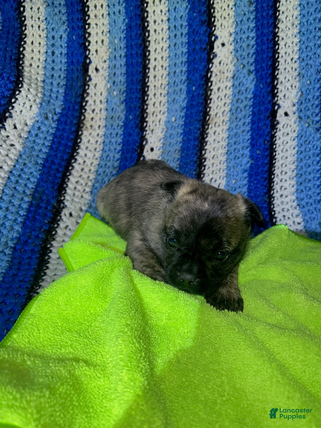 Mixed Breed dogs for sale: James - Ad 1