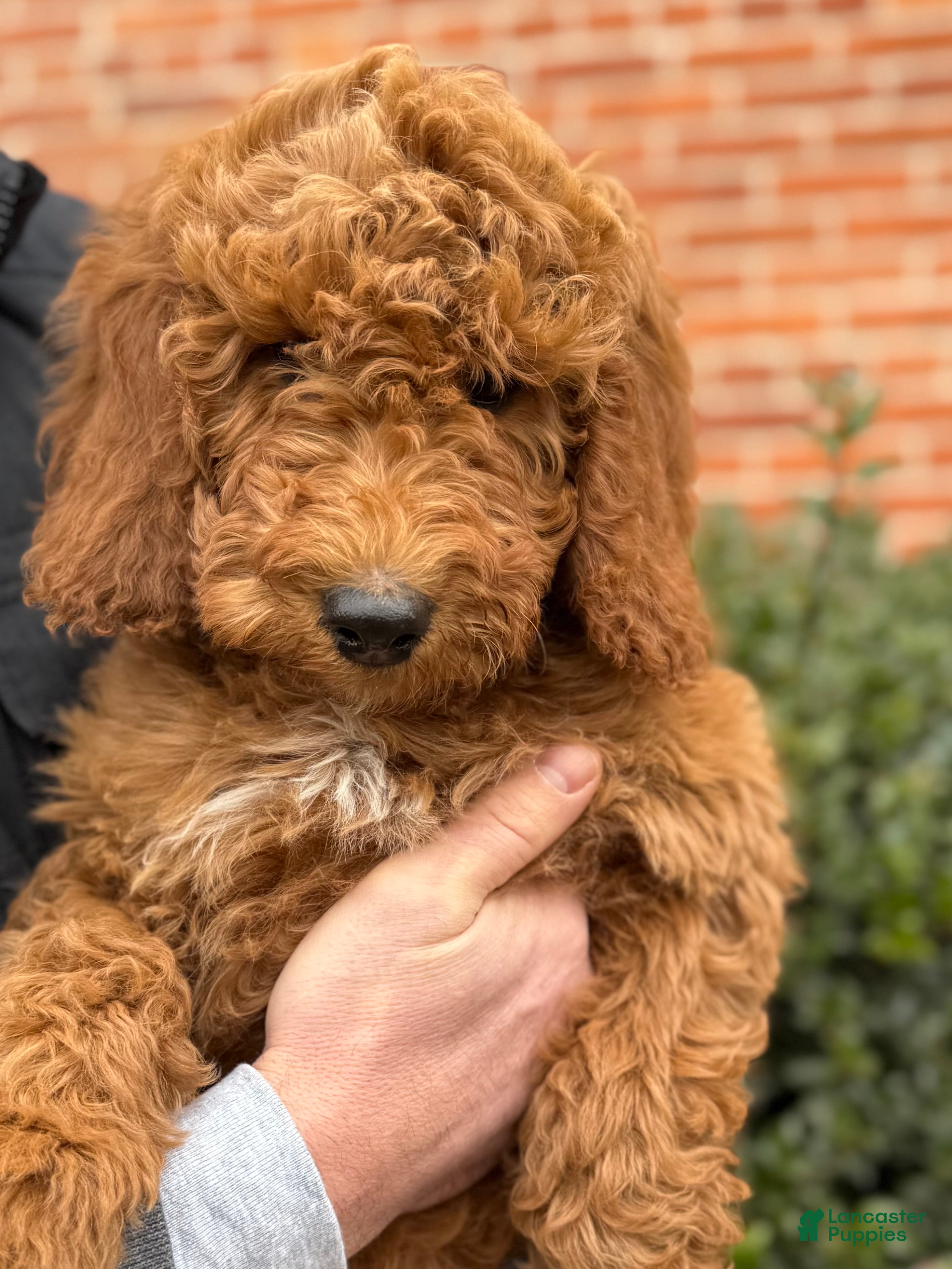 Irish Doodle dogs Ozzy - Ad 36