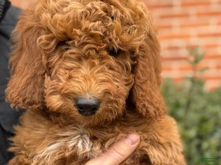 Irish Doodle dogs Ozzy - Ad 36