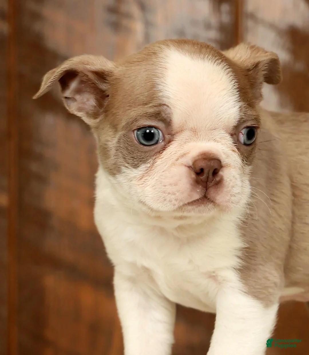 Boston Terrier dogs for sale: Rover - Ad 9