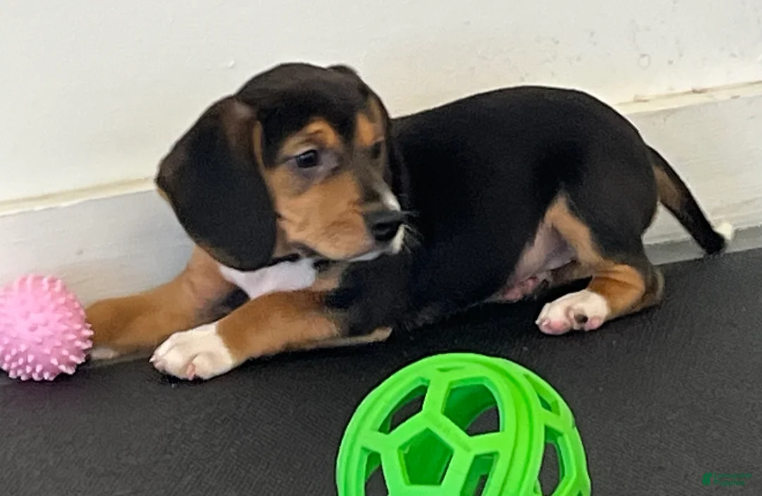Beagle dogs for sale: Beagle Puppy 9 - Ad 1