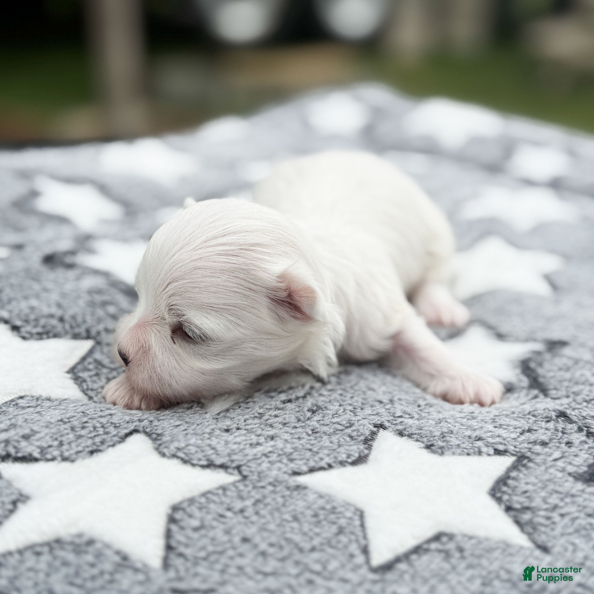 Maltese dogs Thomas Maltese Puppy - Ad 2