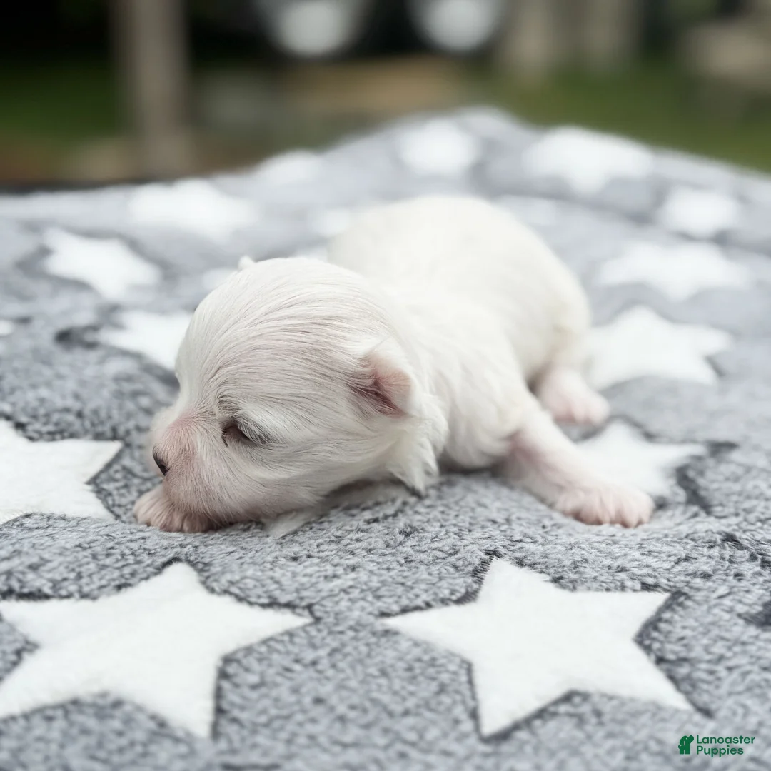 Maltese dogs for sale: Thomas Maltese Puppy - Ad 2