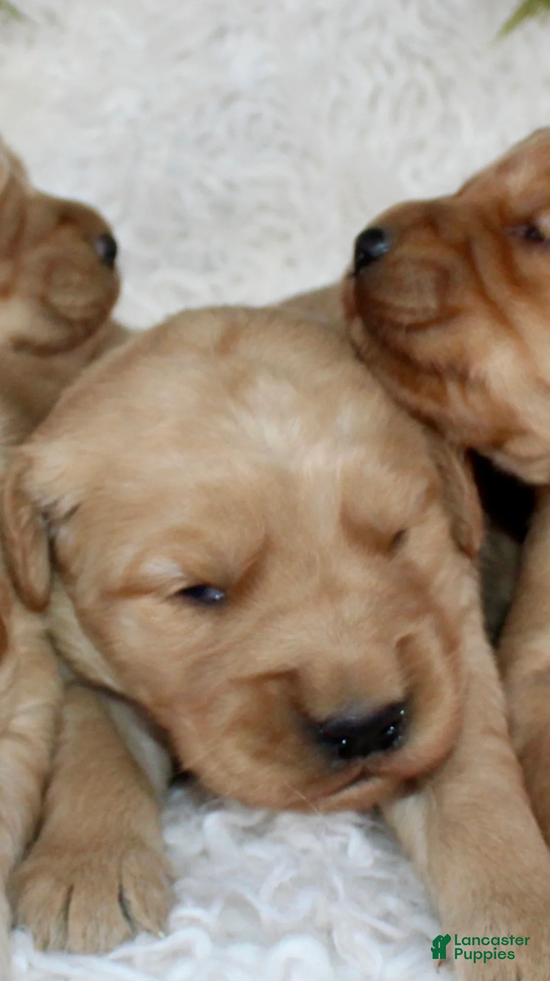 Golden Retriever dogs for sale: Golden Retriever Puppy Male 2 - Ad 5
