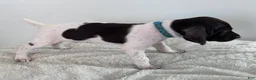German Shorthaired Pointer dogs for sale: Noble - Ad 3