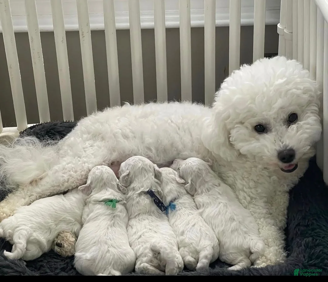 Bichon Frise dogs for sale: Ben (Male) - 9 weeks Old - Ad 6