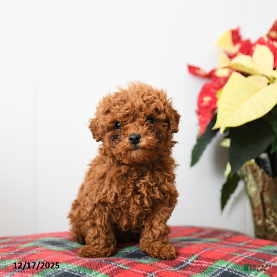Miniature Poodle dogs Raymond - Ad 17