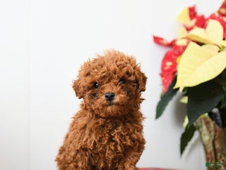 Miniature Poodle dogs Raymond - Ad 17