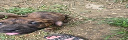 Cane Corso dogs for sale: Cane Corso 1 - Ad 9
