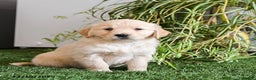 Golden Retriever dogs for sale: Muffin - Ad 2