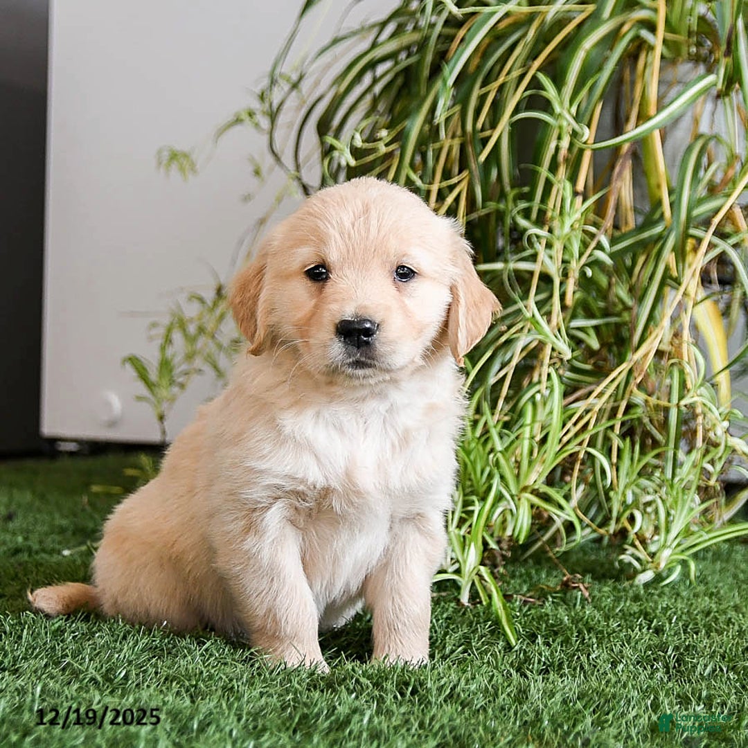 Golden Retriever dogs for sale: Muffin - Ad 2