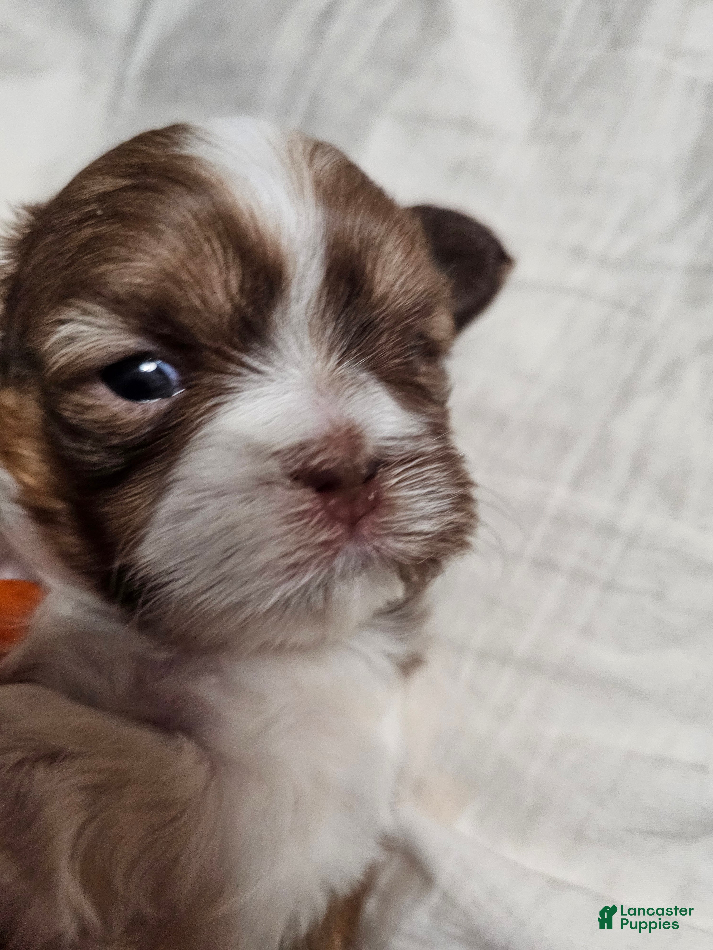 Shih Tzu dogs Coco - Ad 5