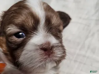 Shih Tzu dogs Coco - Ad 29