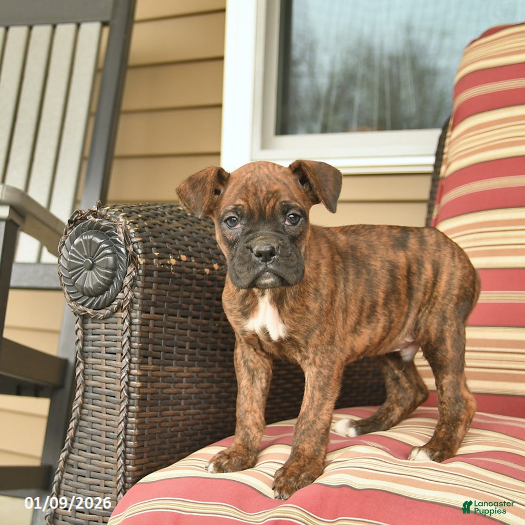 Boxer dogs for sale: Jackpot  - Ad 5