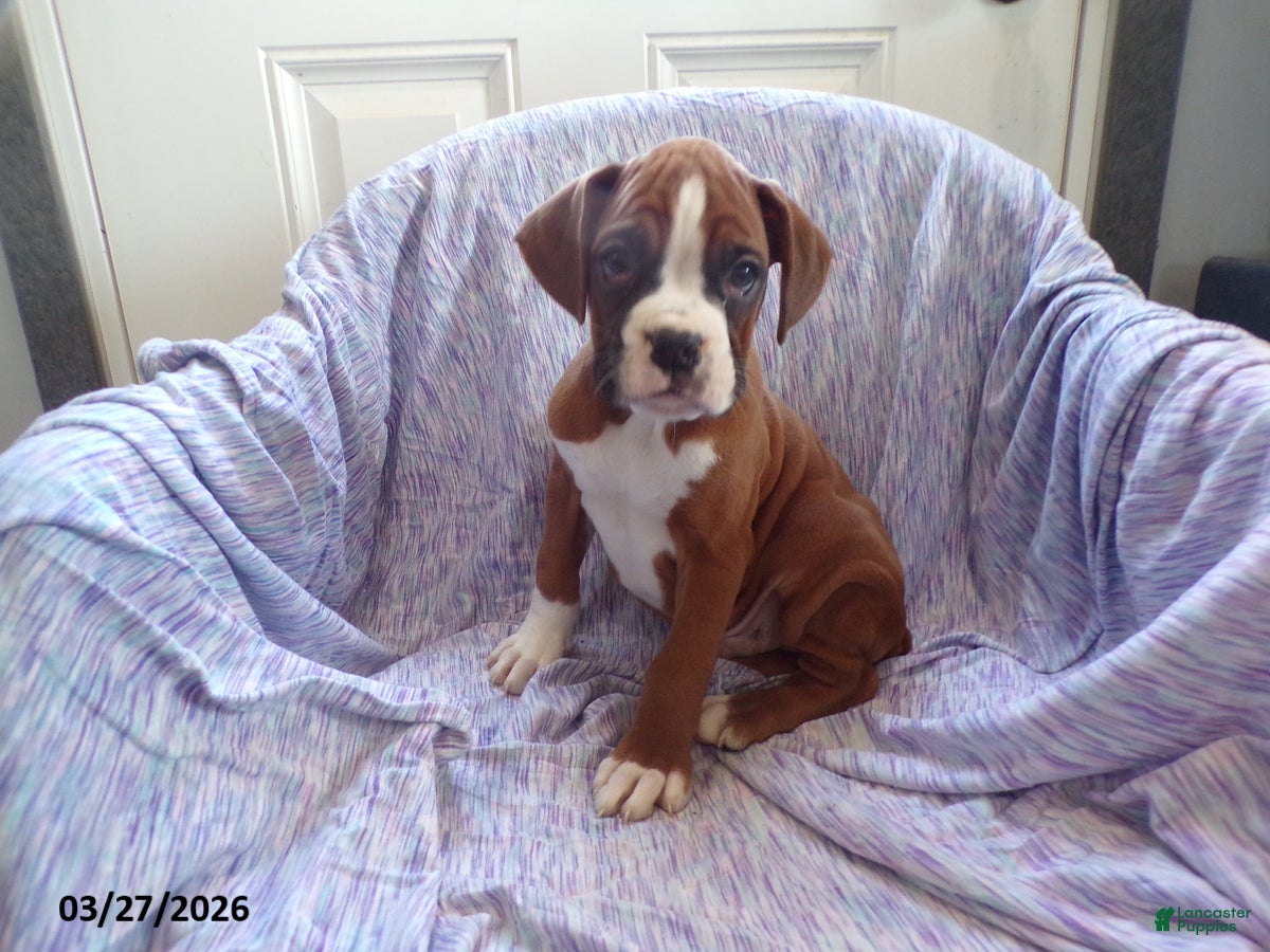 Boxer dogs Wrangler - Ad 1