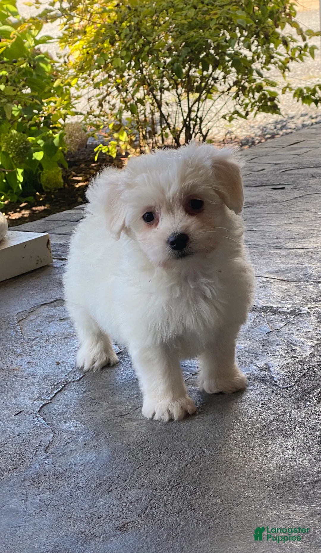 Coton De Tulear dogs for sale: Charles  - Ad 10