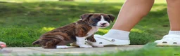 Boxer dogs for sale: Leo - Ad 12