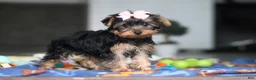 Yorkshire Terrier dogs for sale: Cali - Ad 4