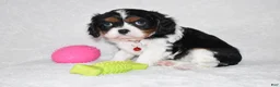 Cavalier King Charles Spaniel dogs for sale: Quentin - Ad 2