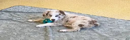 Australian Shepherd dogs for sale: Turbo  - Ad 3