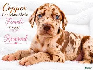 Great Dane dogs Copper - Ad 29