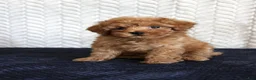 Toy Poodle dogs for sale: Skipper - Ad 2
