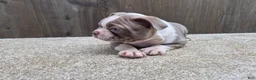 Boston Terrier dogs for sale: Shadow - Ad 14