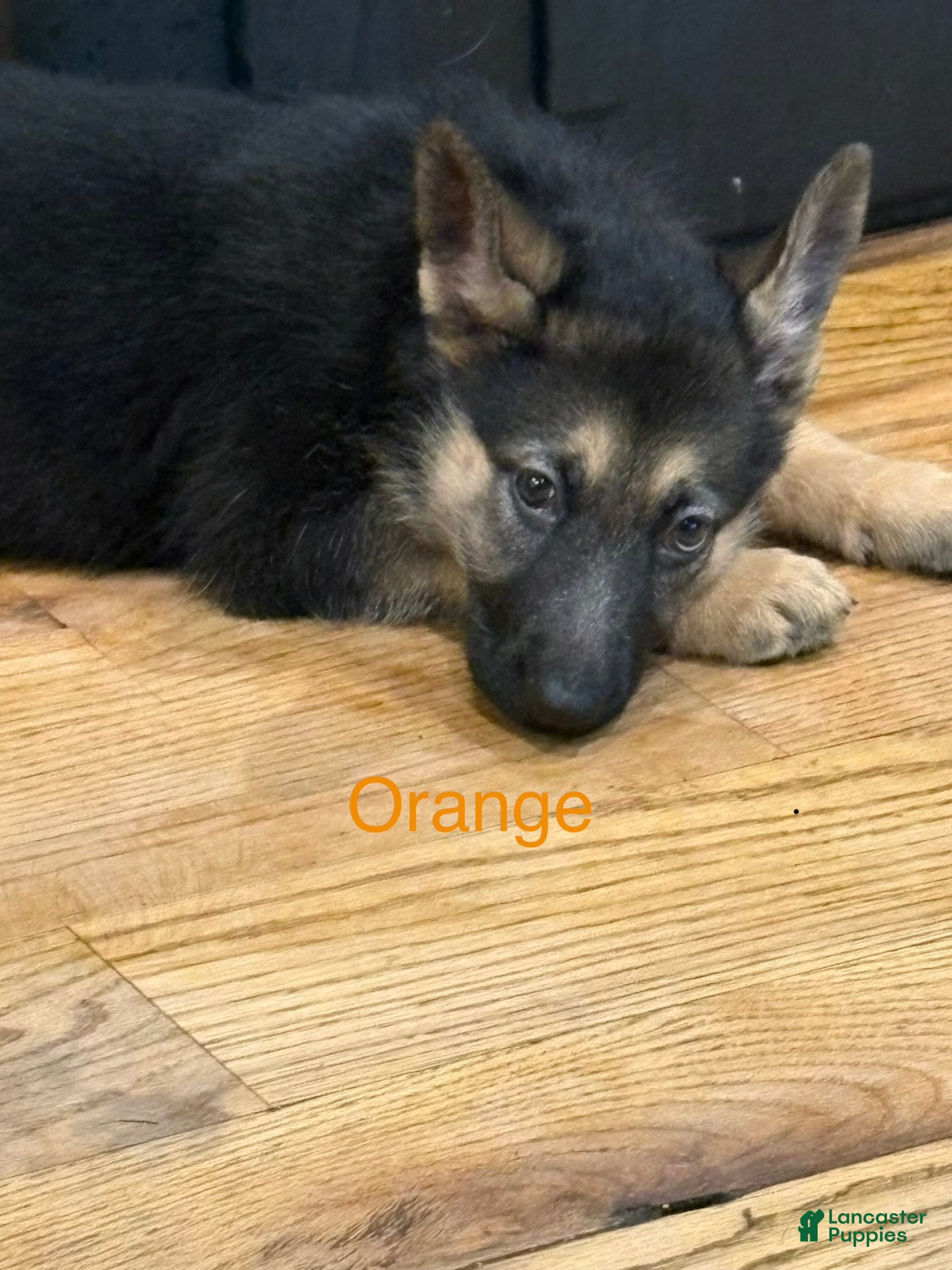 German Shepherd dogs Orange - Ad 2