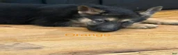 German Shepherd dogs for sale: Orange - Ad 4