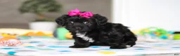 Yorkiepoo dogs for sale: Brooke - Ad 4