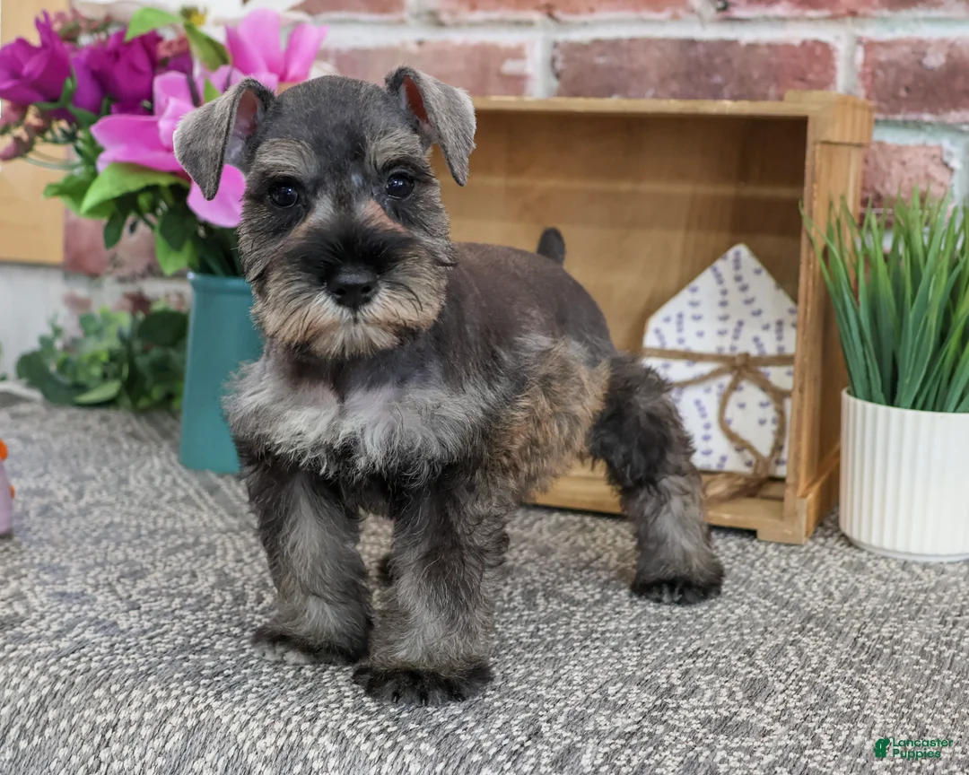 Miniature Schnauzer dogs for sale: Autumn - Ad 2