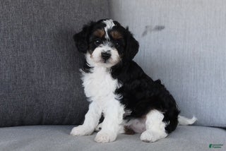 Cavapoo dogs Katrina - Ad 1