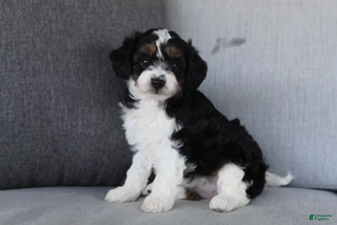 Cavapoo dogs for sale: Katrina - Ad 1