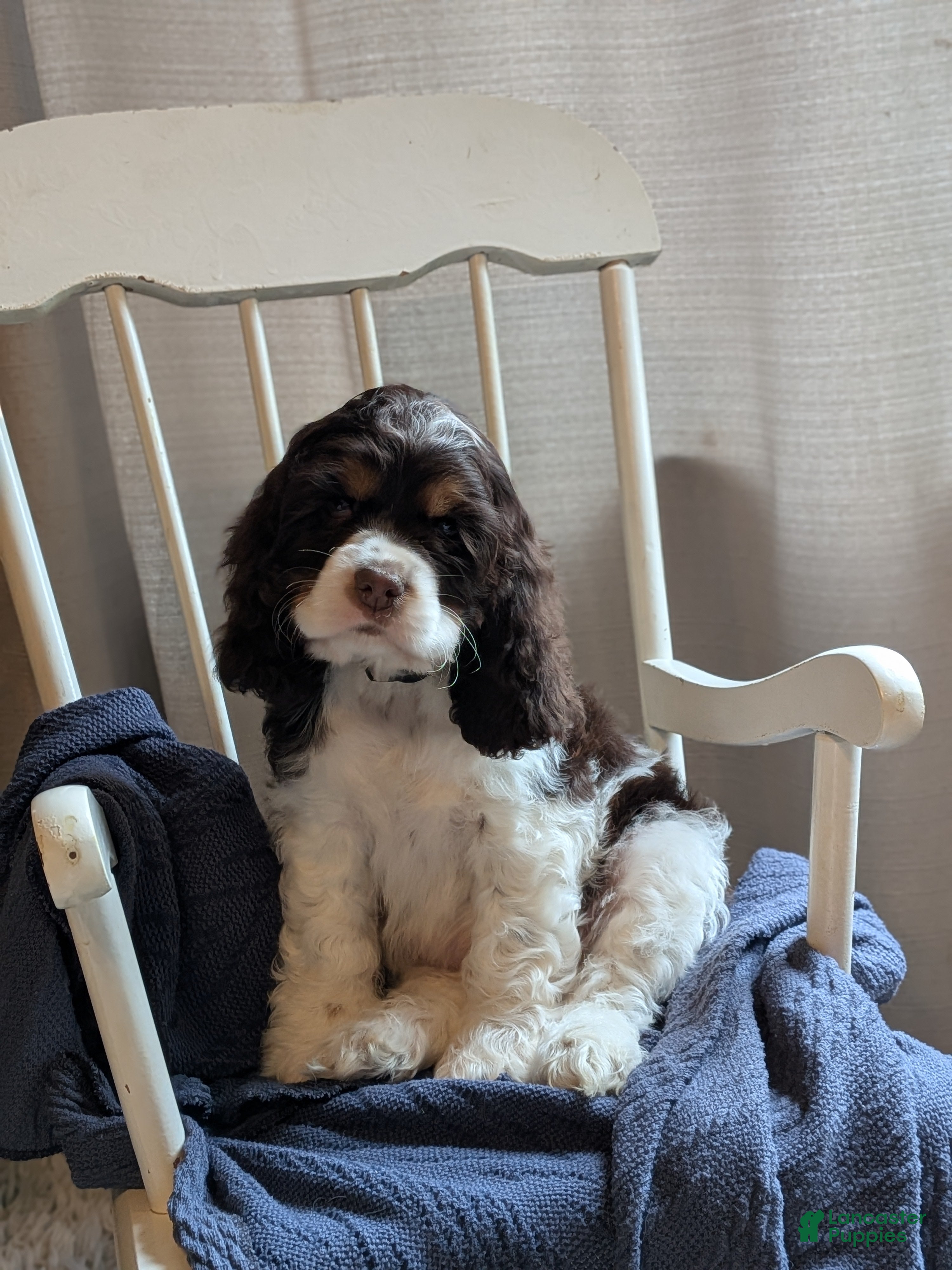 Cocker Spaniel dogs Dash - Ad 1