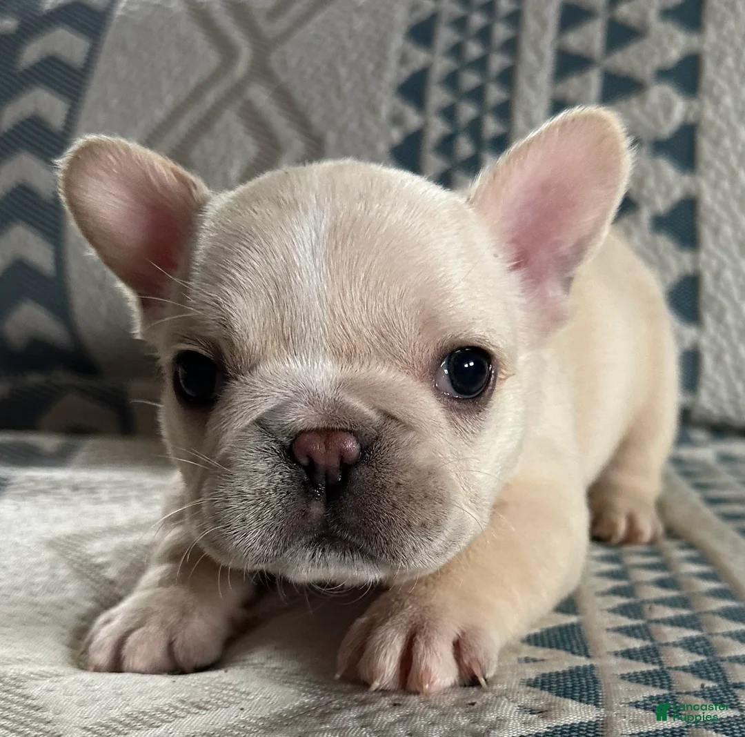 French Bulldog dogs for sale: French Bulldog Puppy 3 - Ad 1