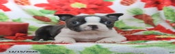 Boston Terrier dogs for sale: Hank - Ad 5