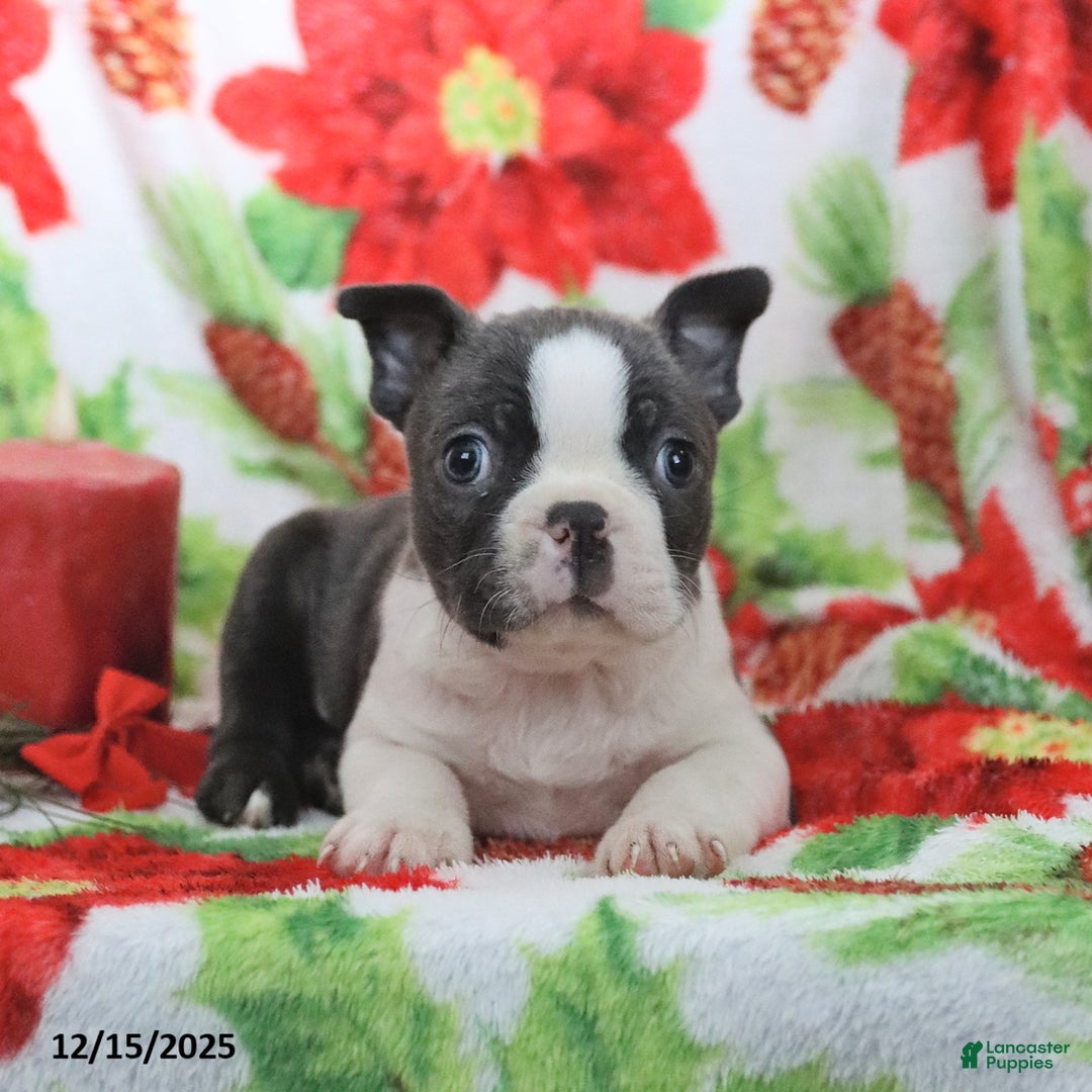 Boston Terrier dogs for sale: Hank - Ad 5