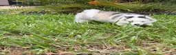 Pomsky dogs for sale: S’mores  - Ad 4