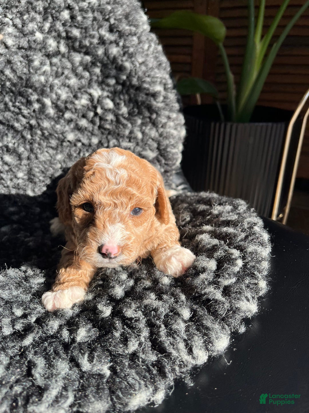 Mini Goldendoodle dogs for sale: Ophelia - Ad 4