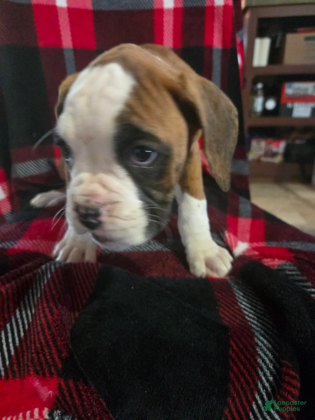 Boxer dogs for sale: Lady - Ad 3