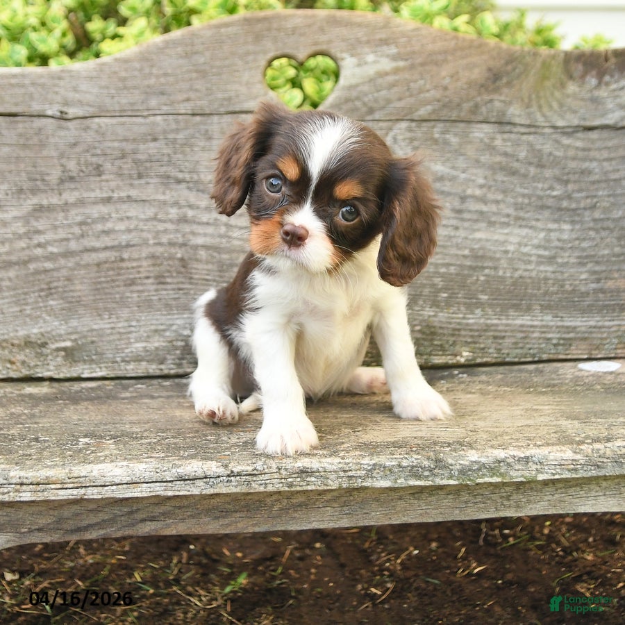 Cavalier King Charles Spaniel dogs Tessa - Ad 1
